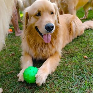 Bola Pet Brinquedo Cachorro Bolinha Anti Stress Dog Cor Cravo 100mm Amarelo